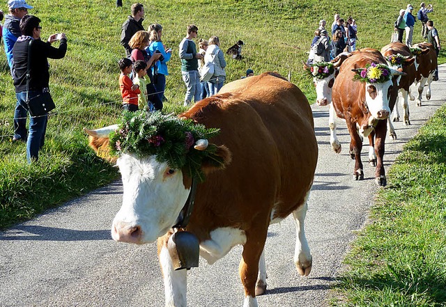 Geschmckt beendeten die Mnstertler ...rten in die heimischen Stlle zurck.   | Foto: Eberhard Gross