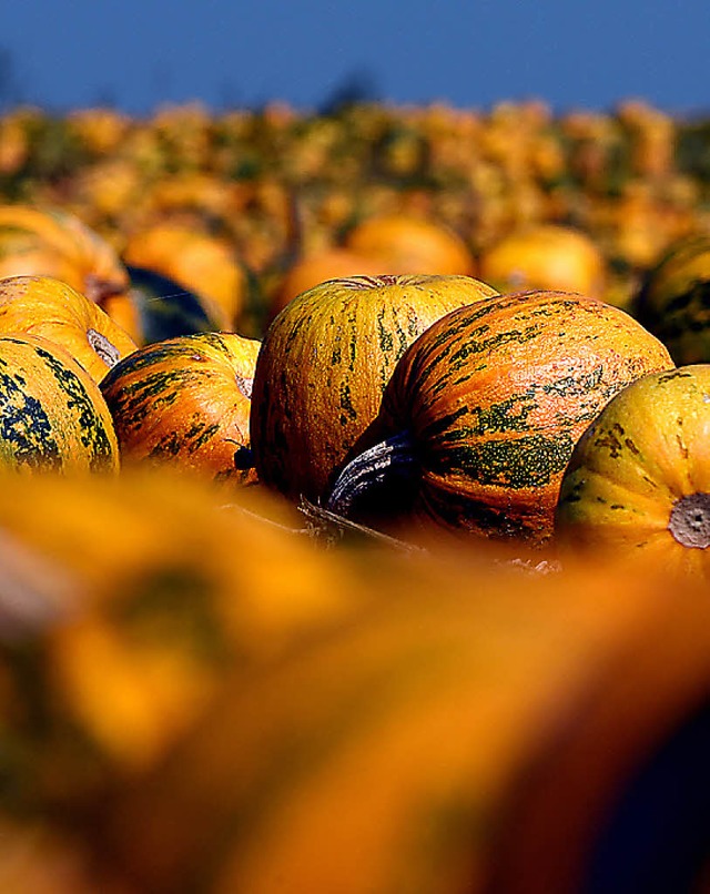 Es ist Krbiszeit.   | Foto: dpa