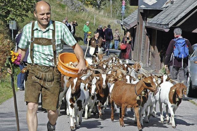 Die Geien sind wieder im Tal