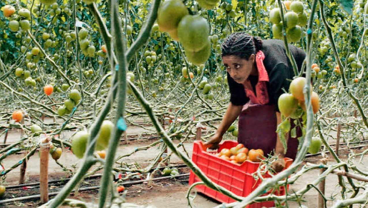 &#8222;Ich habe davon noch nie gegesse...220;:  Gemüsepflückerin aus Äthiopien   | Foto: movienet
