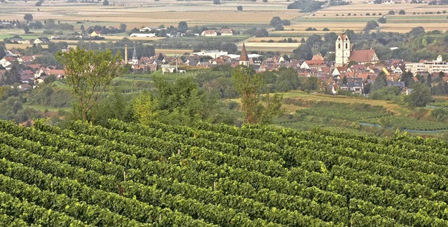 Der Weinbau ist ein wichtiger Wirtschaftsfaktor in der Stadt Endingen.   | Foto: Martin Wendel