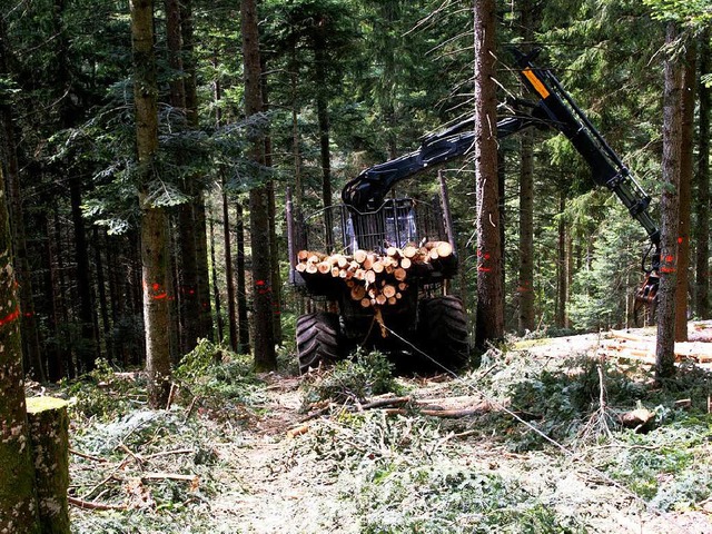 Der Wald wirft in diesem Jahr fr die Gemeinde Maulburg einen satten Gewinn ab.  | Foto: Heiner Fabry