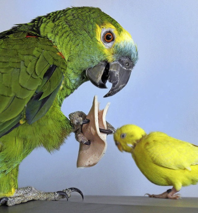 Zum Piepen: Papageien und Sittiche unter sich   | Foto: dpa