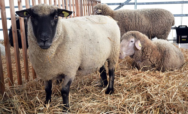 Schafe gewinnen offenbar bei den Landw...Ortenau eine immer grere Bedeutung.   | Foto: harald rudolf