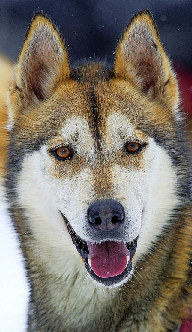 Im Zeichen des Schlittenhundesports steht Todtmoos ab heute.  | Foto: Scheu