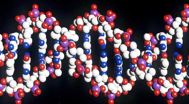 Ein Modell eines menschlichen DNA-Stranges mit seiner doppelten Helix-Struktur  | Foto: dpa