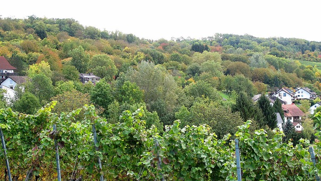 Blick ber den Rebberg auf den Hang, a...links und rechts im Bild zu sehen ist.  | Foto: Jutta Schtz