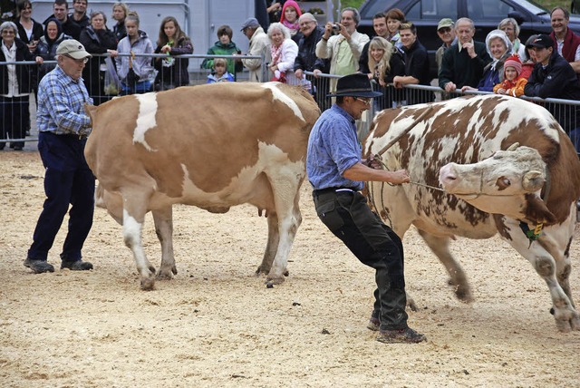 Bei der Versteigerung zeigen sich manche Tiere von der strrischen Seite   | Foto: E. Steinfelder