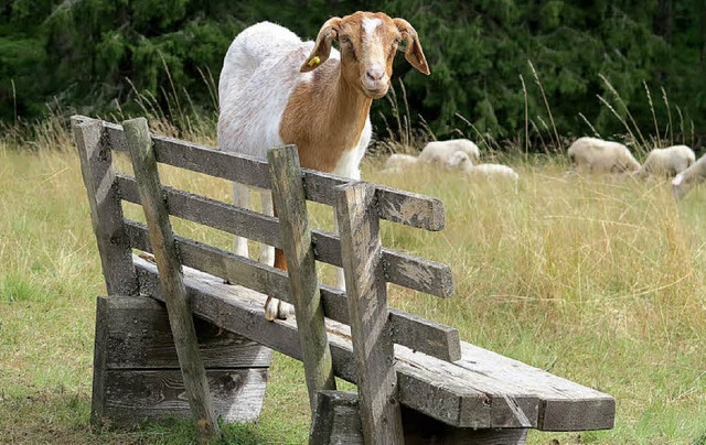 Im Biosphrengebiet Sdschwarzwald soll fr alle Platz sein.  | Foto: Ute Maier