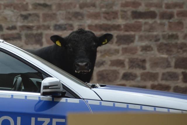 Bulle flieht vor Schlachthof – und wird im alten Gefngnis erschossen