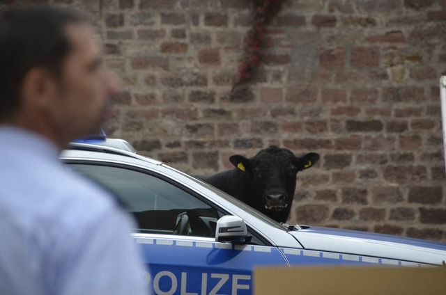 Ein Bulle hlt die Polizei in Offenburg in Atem.  | Foto: Ralf Burgmaier