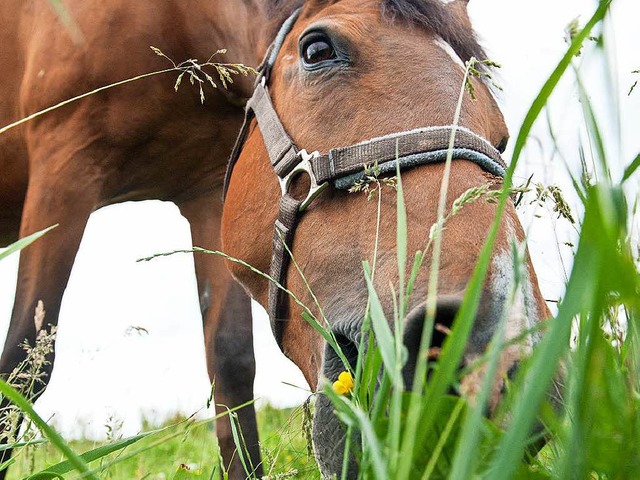 Symbolbild: In Mllheim-Dattingen ist ein Pferd misshandelt worden.  | Foto: dpa-tmn