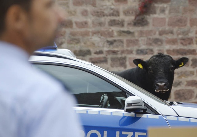 Die Polizei konnte den Jungbullen ins ...Grabenallee abdrngen und festsetzen.   | Foto: Burgmaier