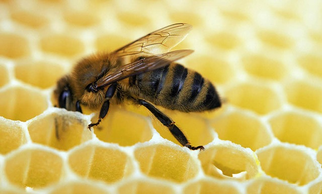 Eine Biene  in einer Imkerei in Frankf...eutscher Honig&#8220; versehen werden.  | Foto: dpa