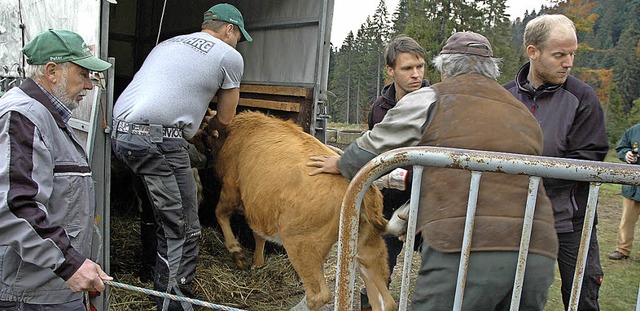 Am Ende der &#8222;Sommerfrische&#8220...auf die Waage, dann in den Transporter  | Foto: Christiane Sahli