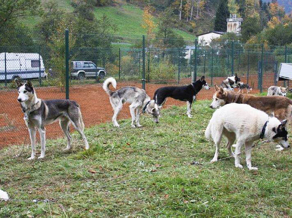 Impressionen vom Schlittenhundefestival in Todtmoos.