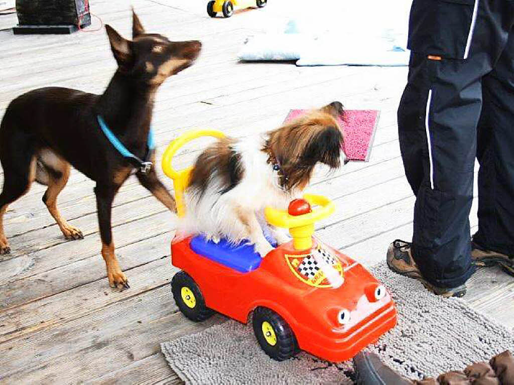 Impressionen vom Schlittenhundefestival in Todtmoos.