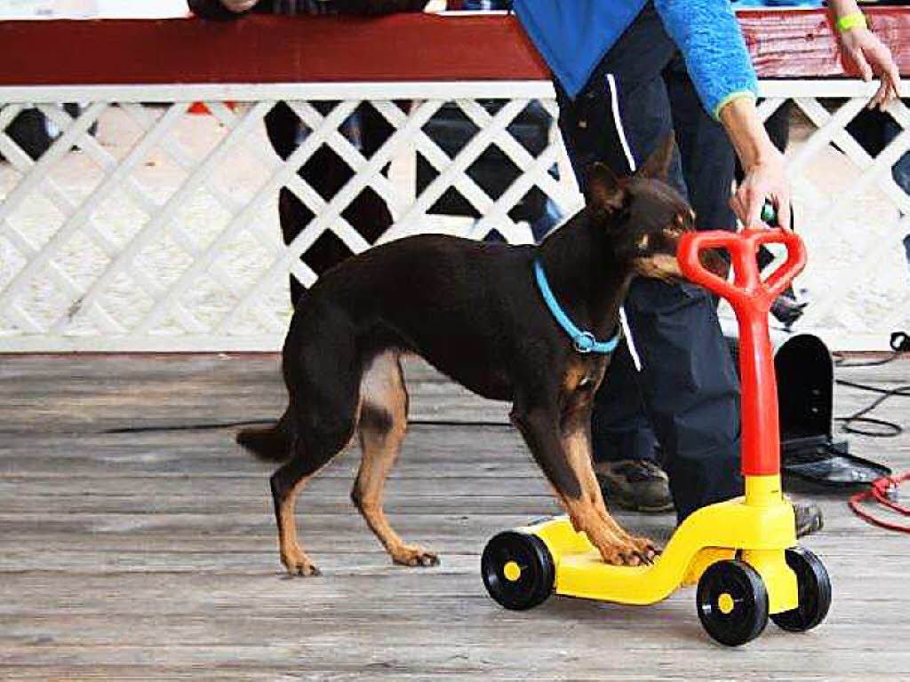 Impressionen vom Schlittenhundefestival in Todtmoos.