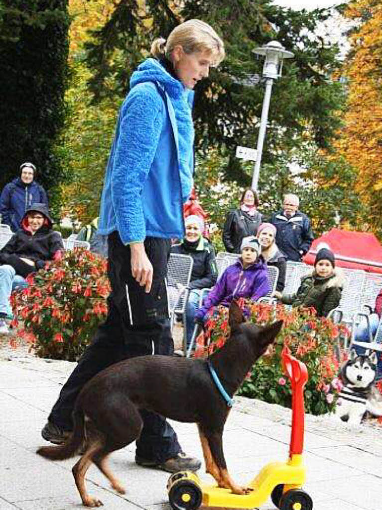 Impressionen vom Schlittenhundefestival in Todtmoos.