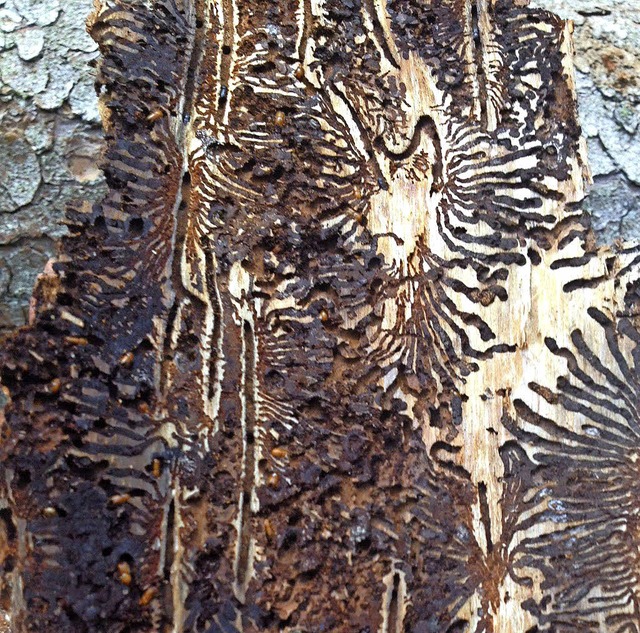Typisches Muster, das ein Borkenkfer hinterlsst   | Foto: nationalpark