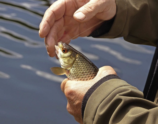 Wegen Schwarzfischerei haben die Angler in Zell Strafanzeige gestellt.    | Foto: archivbild: Sattelberger