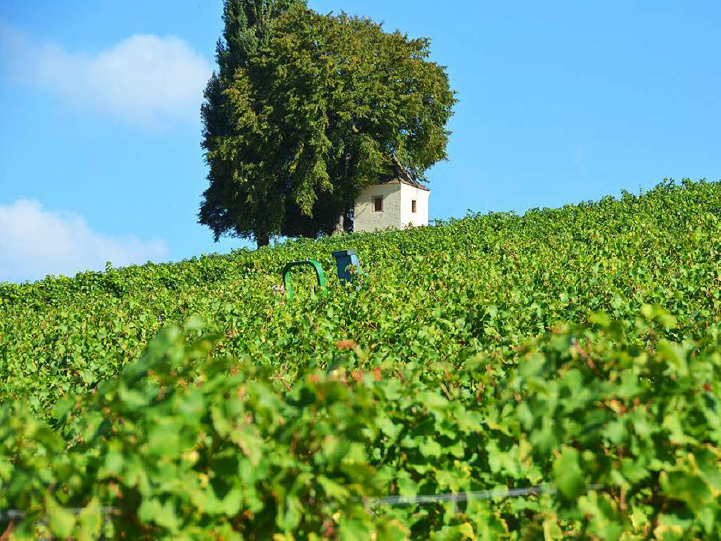 Was ist das Markgräflerland? Müllheim Badische Zeitung