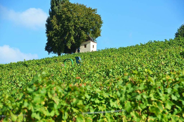 Der Weinbau prgt das Landschaftsbild des Markgrflerlandes  | Foto: Anna-Lena Kruijer