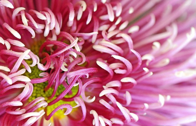 Der Schnheit ganz nah: Chrysanthemen bringen Farbe in den Herbst.   | Foto: Andrea Schiffner