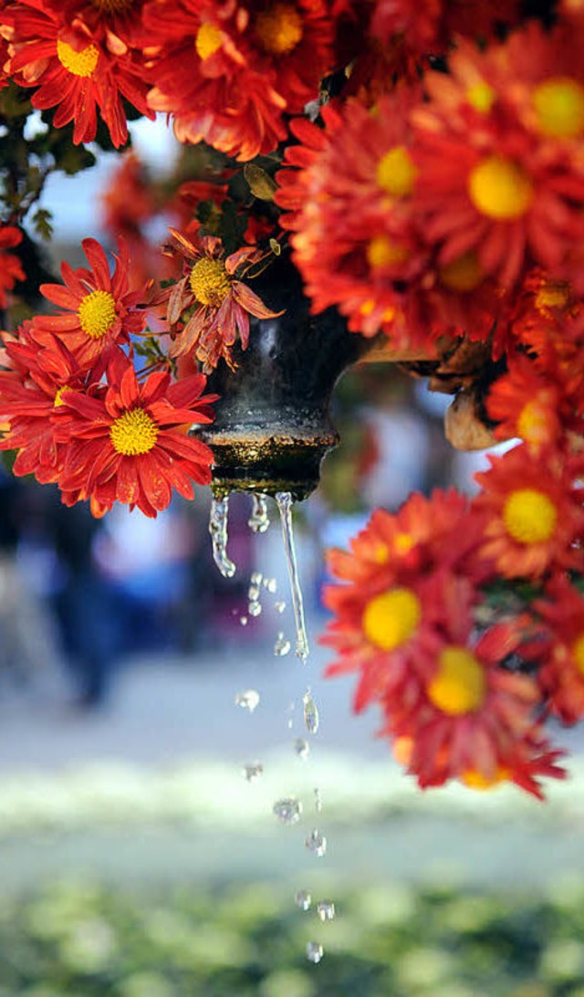 10000 Chrysanthemen warten auf  300000 Besucher.   | Foto: w. knstle