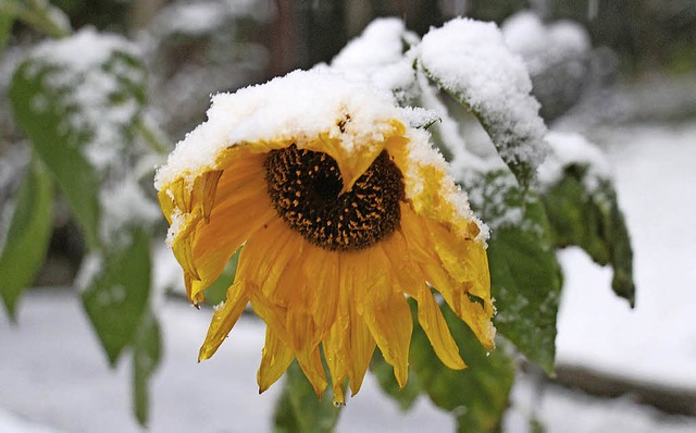 Erster Schnee in Warstein (Nordrhein-Westfalen)   | Foto: dpa