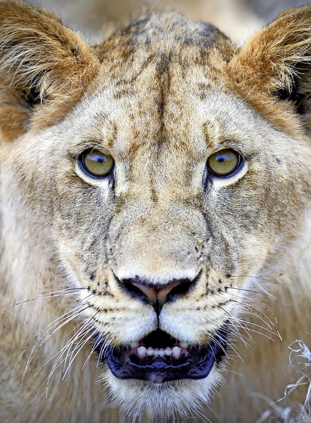 Von außen wie von innen schön: eine Löwin | Foto: Byrdyak (fotolia.com) Von außen wie von innen schön: eine Löwin | Foto: Byrdyak (fotolia.com)