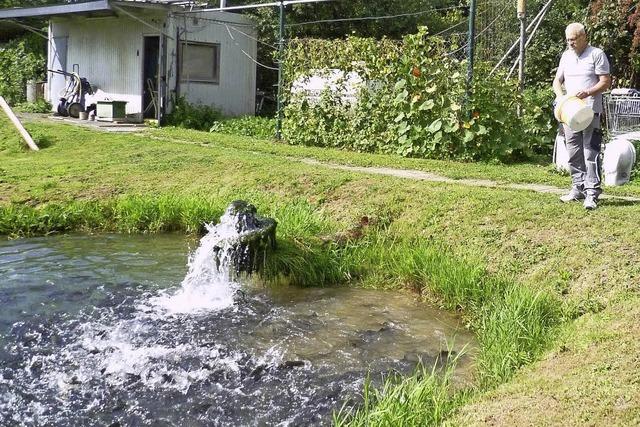 Angelsportverein Rheinfelden: Kleine Fische machen viel Arbeit