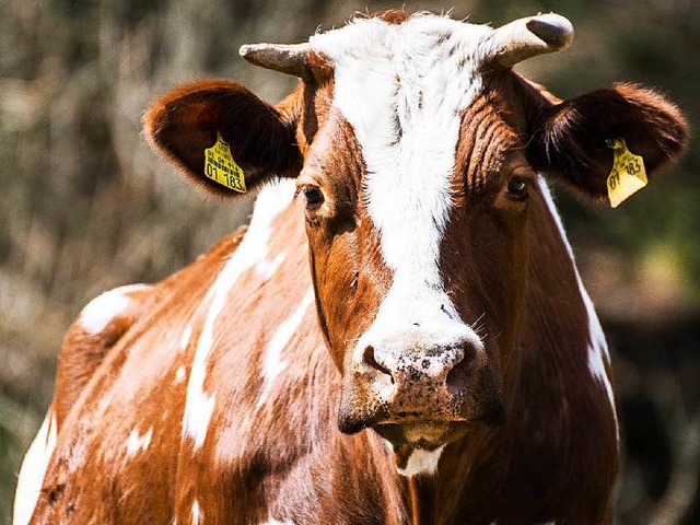 Tierschutz gilt auch fr Khe.  | Foto: Charlotte Janz