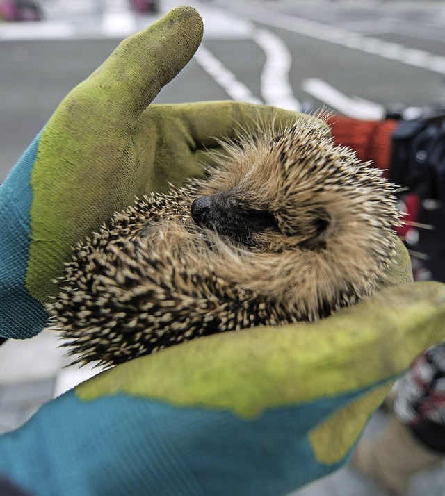 <BZ-FotoAnlauf>Gerettet </BZ-FotoAnlauf>wurde der Igel von der Berliner Allee.   | Foto: Patrick Seeger