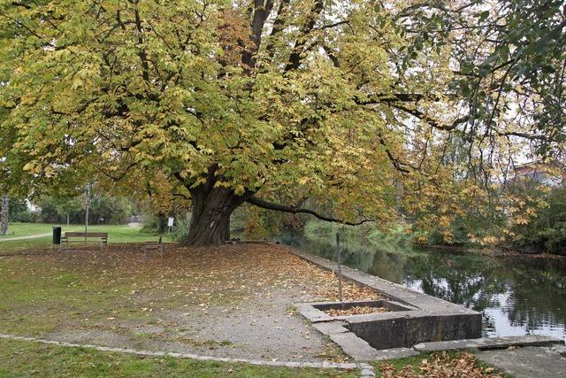 Soll der Brgerpark Altes Grn eine Ruhezone oder ein Erlebnispark sein?