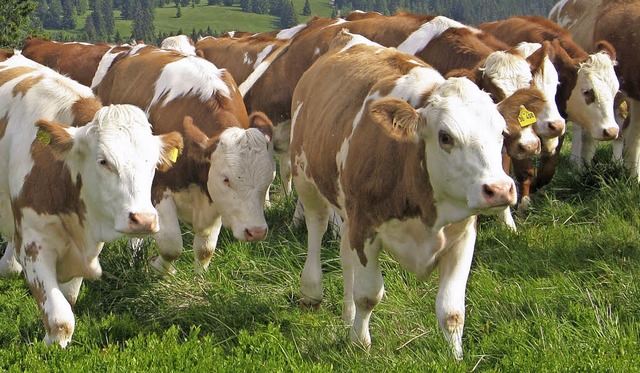 188 Tiere haben die Bernauer Sommerweide verlassen.   | Foto: Ulrike Spiegelhalter