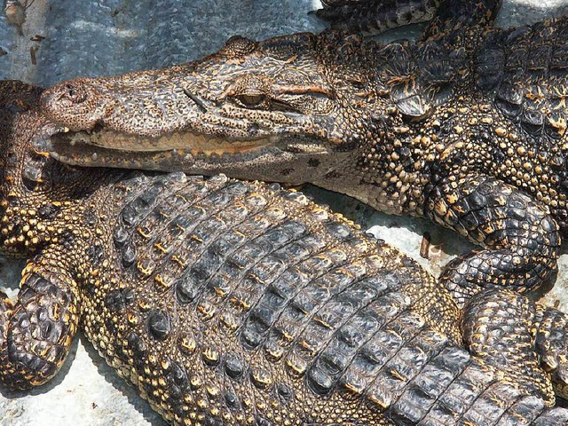Dutzende Krokodile sind aus den Farmen...n. Die hier gezeigten sind noch drin.   | Foto: Colourbox