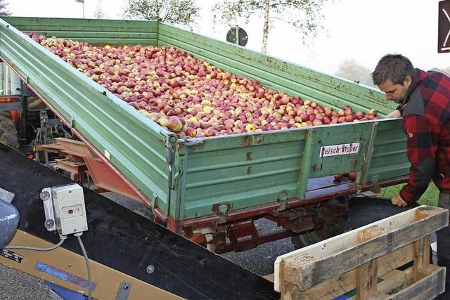 Der Apfel wird nicht weit vom Stamm gepresst