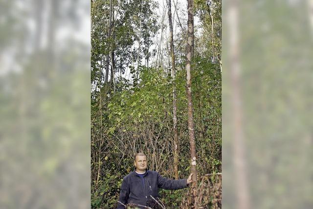 Sorgen trotz Rekordgewinn: Eschen-Krankheit schdigt den Gemeindewald