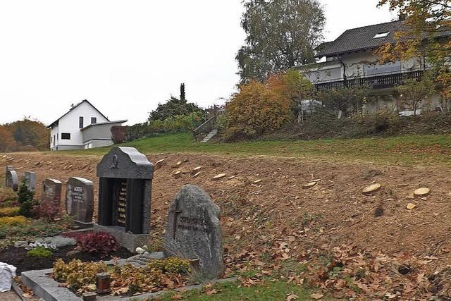 Fichten beim Friedhof gefllt