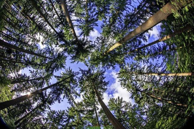 Schwieriger Weg vom Wald zum Kunden