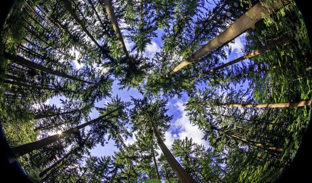 Dem Wald macht der Klimawandel zu scha...nen Eigentmern das Bundeskartellamt.   | Foto: Jens Bttner/dpa