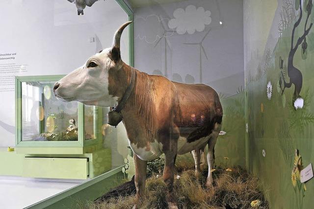 Museum Natur und Mensch eröffnet neuen Ausstellungsraum zum Thema Wiese