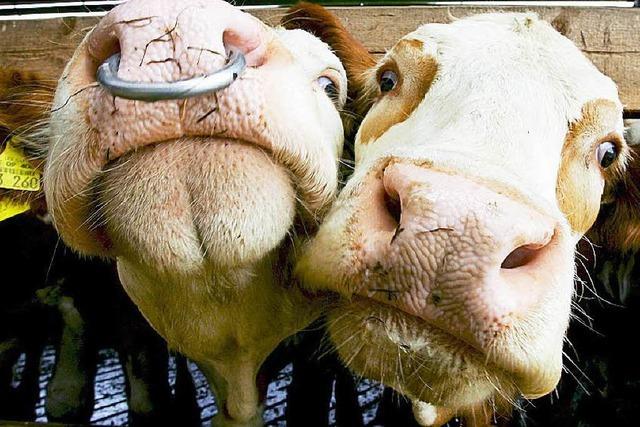 Landwirt soll Tiere vernachlssigt haben – Bewhrungsstrafe
