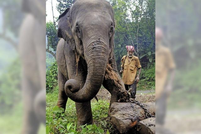 Was wird aus Myanmars Elefanten?