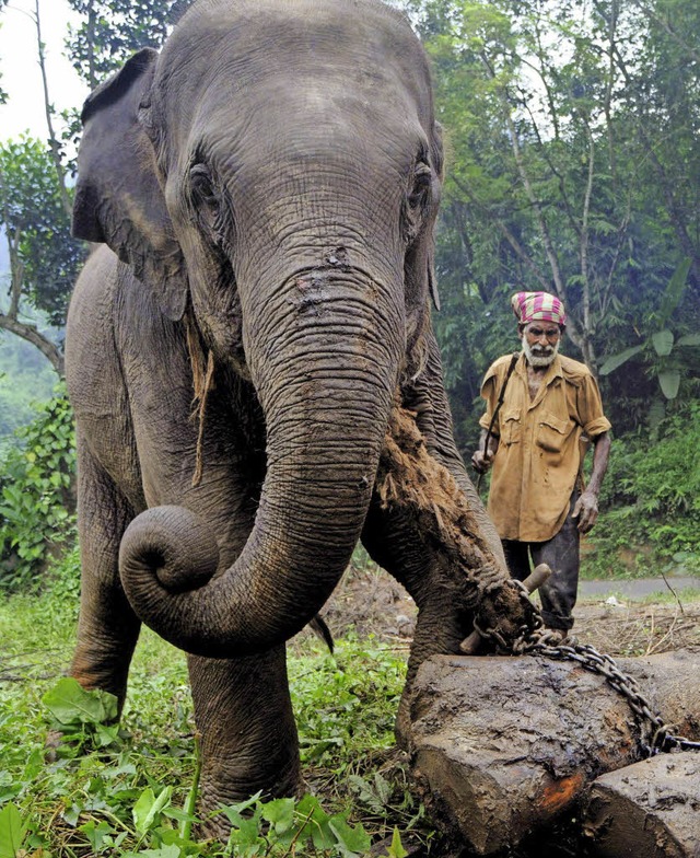 hnlich wie dieser Arbeitselefant in I...in Myanmar Baumstmme fr Holzfller.   | Foto: dpa