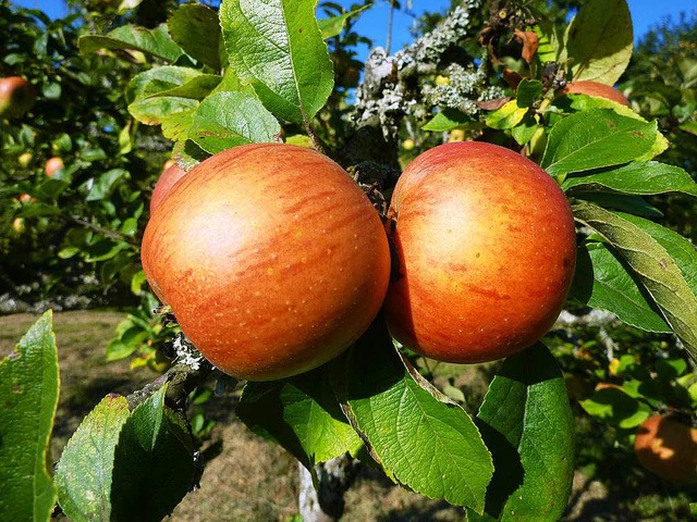 Rund 220 alte Apfelsorten wachsen alleine in Staufen.  | Foto: Gabriele Hennicke