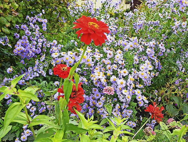 Diese Blten &#8211; rote Zinnien und ...sweiler &#8222;gelesen&#8220; worden.   | Foto: Langelott