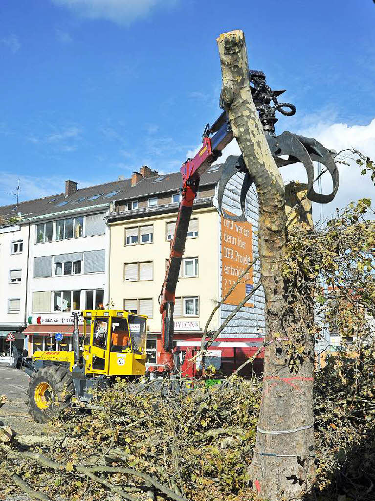 Baumfllaktion fr die neue Tramlinie in Freiburg