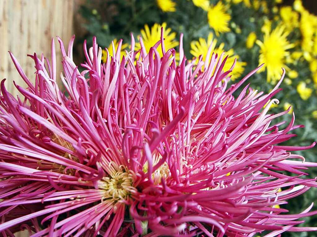 Zweites Chrysanthema-Wochenende in Lahr